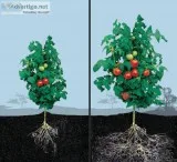 Mycorrhizae for your gardenhouse plants