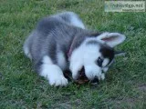 Cute Siberian Husky Blue Eyes For Sale