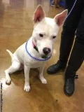 Puppy Needs New Home
