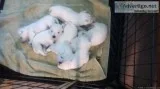 West Highland Terrier Puppies (Westies)