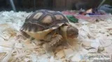 African Spurred Tortoise