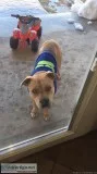 Lost Dog (Pitt EASTLAKE AREA (EAST)