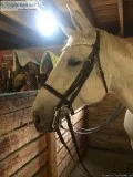 Dressage Schoolmaster