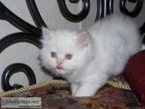 Beautiful and Rare Himalayan Kittens
