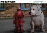 Artistic photography for your dog