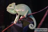 Veiled chameleon for sale
