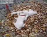 American White Shepards Puppies