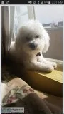 Missing pet