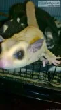 Beautiful hand raised male PLATINUM sugar glider READY NOW