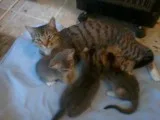 Savannah Cats and Kittens