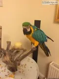Blue and Gold Macaw- Female.