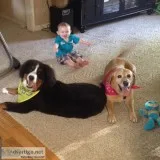 AKC Bernese Mountain STUD Service