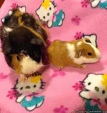 Guinea Pigs
