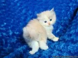 vet checked ragdoll kittens