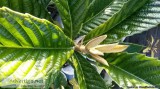 Cold hardy drought and heat hardy beautiful evergreen Loquat tre