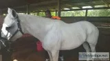 Mare Quarter Horse