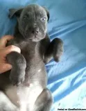 Attractive Sweet Labrador Puppies