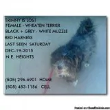 LOST DOG - ROVER  TRAMWAY (N.E.HEIGHTS)