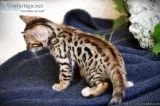 Gorgeous TICA registered Bengal kittens for sale