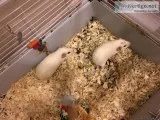 Guinea Pigs