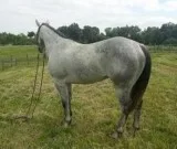 Quater Horse For Adoption