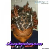Natural Hair Stylist