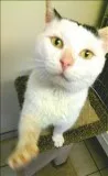 Stanley - Male Domestic Shorthair Mix