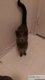 Friendly cats need good home