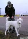 Siberian Husky Stud for Hire APRI Champion Bloodline