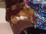 Lost dog