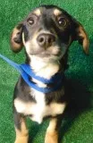 Becca - Female Beagle Mix
