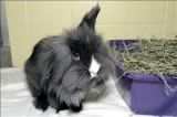 Dyson - Male Lionhead