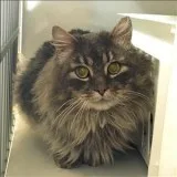 Pharrell - Male Domestic Longhair Mix