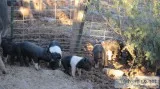 Show pigs for 4h and FFA shows Berkshire cross