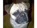 Adopt Buddy a TanYellowFawn Pug  Shih Tzu  Mixed dog in Surrey