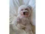 Adopt Kukka a White Havanese  Mixed dog in Surrey BC (13582700)