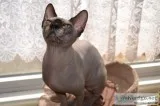 Proven canadian sphynx kittens for sale