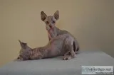 Super cute sphynx kittens for sale