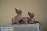 Adorable blue eye sphynx kittens 4 sale