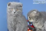12 weeks old scottish fold kittens 4 sal