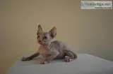 Stunning male & female sphynx kittens