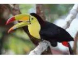Nice toucan parrots
