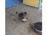Adopt Strother Martin a Chicken bird in Escondido CA (15011473)