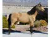 Super Smooth Gaited Tral Horse For Sale