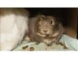Adopt Luca a Guinea Pig
