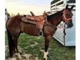 4 Year Old Barrel Pleasure Chestnut Gelding