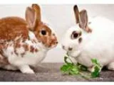 Adopt Happy (bonded to Joey 32724) a Bunny Rabbit