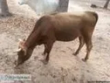 Cows - Price 