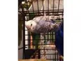 Adopt Buddy a Budgie bird in St. Louis MO (15103680)