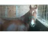 Cute QH Pony Wants His Own Child